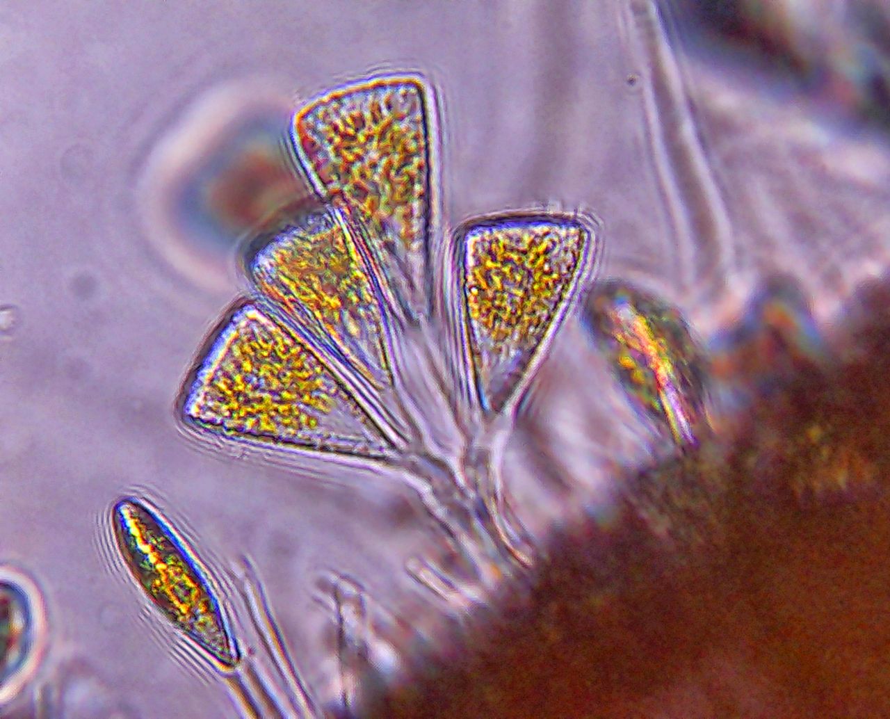 L�unione fa la forza: la vita coloniale di microscopici organismi marini